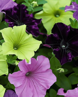 Petuniazaden Sophistica gemengd eenjarig Petunia Grandiflora