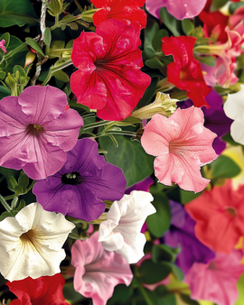 Petunia Pendula zaden Petunia Pendula eenjarig gemengde kleuren