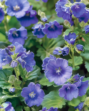 Californische klokjesbloem zaden (Phacelia campanularia) – eenjarige bloem