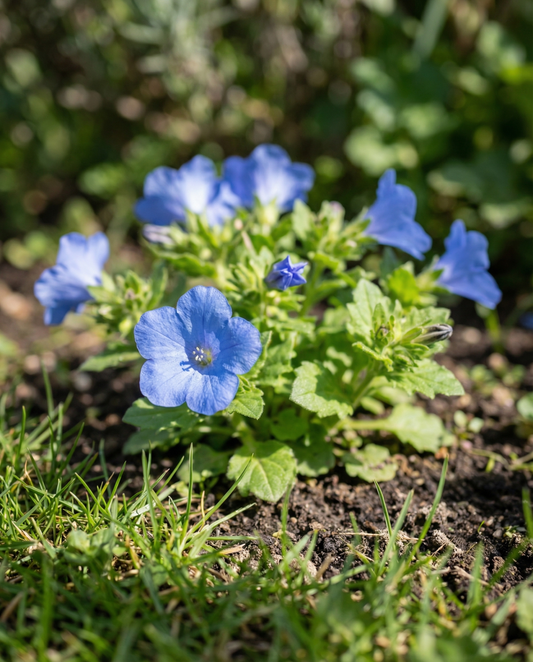 Californische klokjesbloem (Phacelia campanularia) – eenjarige bloemenzaden van SeedsChoice