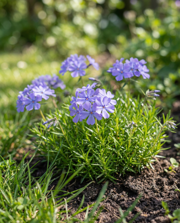 Blue Beauty (Phlox nana) – eenjarige bloemenzaden van SeedsChoice