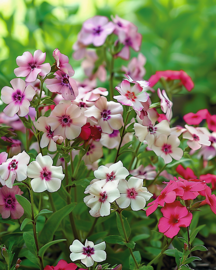 Cherry Caramel zaden (Phlox drummondii) – eenjarige bloem