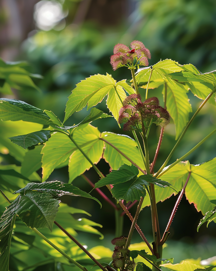 Wonderboom Fast Growing zaden (Ricinus communis) – eenjarige bloem