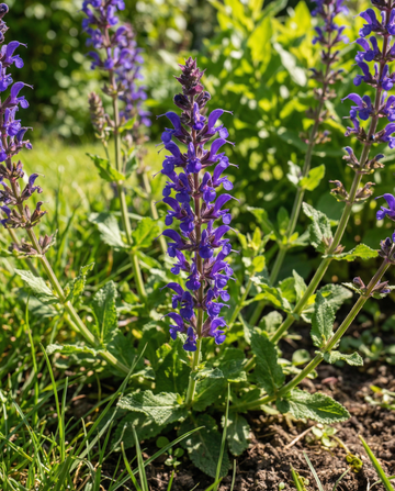 Salie New Dimension Blue (Salvia nemorosa) – meerjarige zaden van SeedsChoice