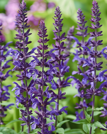Salie New Dimension Blue zaden (Salvia nemorosa) – meerjarig
