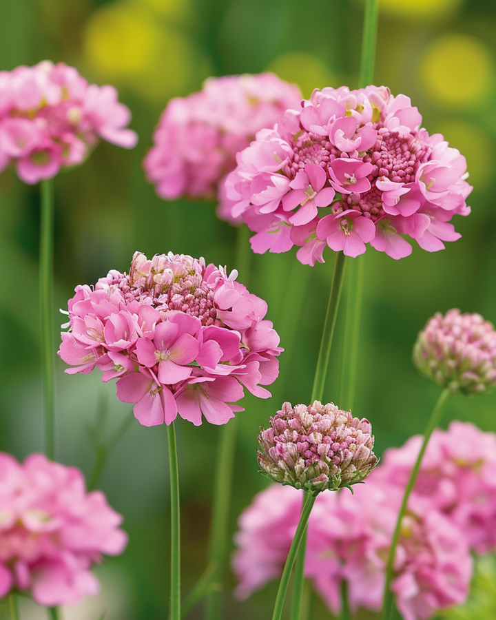 Salmon Queen zaden (Scabiosa atropurpurea) – eenjarige bloem