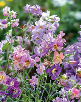 Armeluisorchideezaden Schizanthus Wisetonensis eenjarig