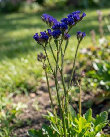 Sea Lavender Fortune Dark Blue (Limonium sinuatum) – eenjarige zaden van SeedsChoice