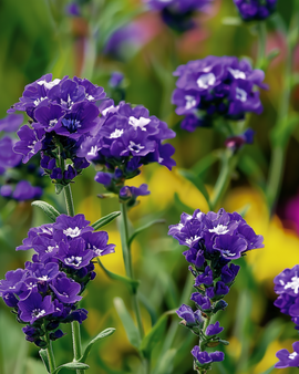 Staticezaden Fortune Dark Blue Limonium Sinuatum eenjarig