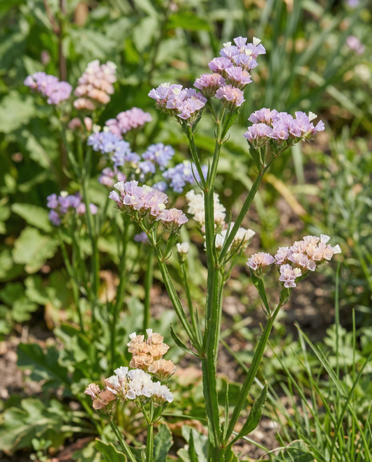 Statice Pacific (Limonium sinuatum) – eenjarige mix zaden van SeedsChoice