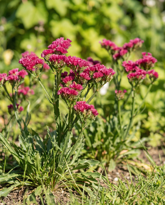 Statice Fortune Deep Rose (Limonium sinuatum) – eenjarige zaden van SeedsChoice