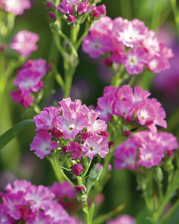 Statice Fortune Deep Rose zaden (Limonium sinuatum) – eenjarig