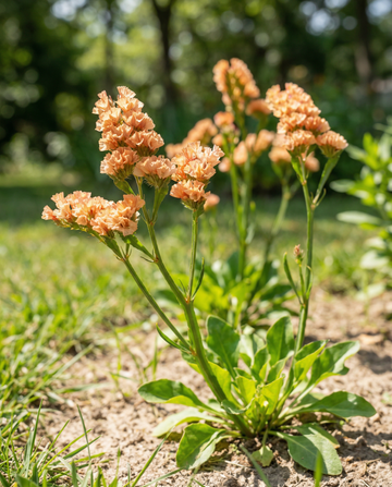 Sea Lavender Apricot Shades (Limonium sinuatum) – eenjarige zaden van SeedsChoice