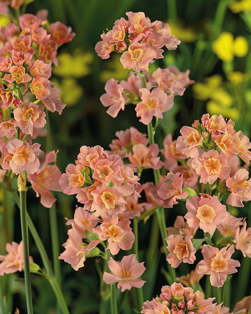 Sea Lavender Apricot Shades zaden (Limonium sinuatum) – eenjarig