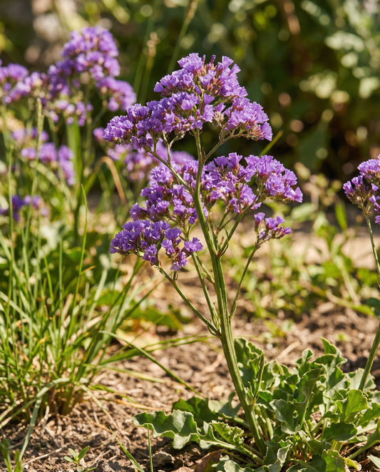 Statice Purple Attraction (Limonium sinuatum) – eenjarige bloemenzaden van SeedsChoice