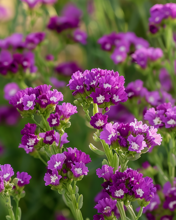 Statice Purple Attraction zaden (Limonium sinuatum) – eenjarige bloem