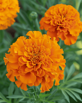 Afrikaantjeszaden Hawaii Tagetes Erecta eenjarig