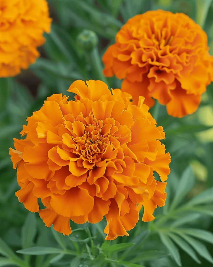Afrikaanse goudsbloem Hawaii zaden (Tagetes erecta) – eenjarige bloem