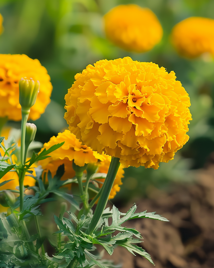 Afrikaanse goudsbloem dwerg Golden Age zaden (Tagetes erecta) – eenjarige bloem