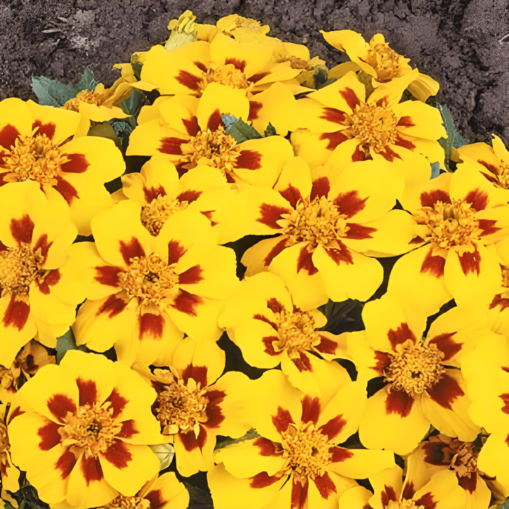 Frans Afrikaantje Naughty Marietta zaden (Tagetes patula) – eenjarige bloem