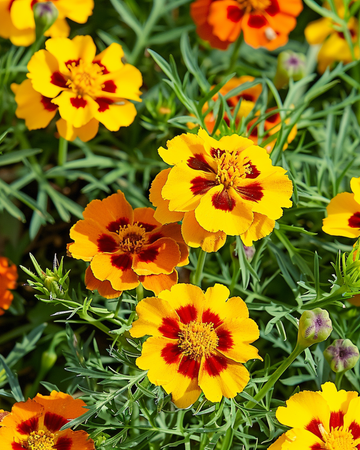 Frans Afrikaantje Starfire 35 Cm zaden (Tagetes tenuifolia) – eenjarige bloem