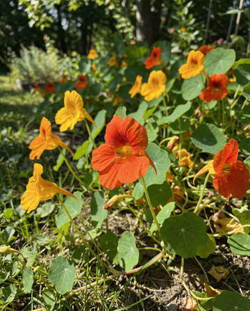 Nasturtium Glorious Gleam (Tropaeolum majus) – eenjarige zaden van SeedsChoice