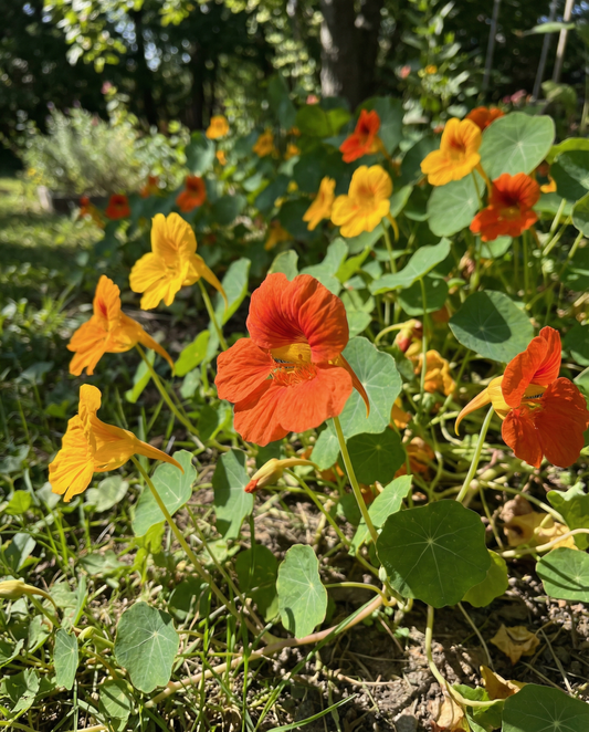 Nasturtium Glorious Gleam (Tropaeolum majus) – eenjarige zaden van SeedsChoice