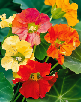 Oost-Indische kers Glorious Gleam zaden Tropaeolum Majus eenjarig