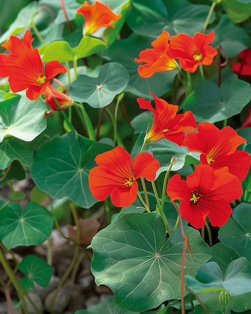 Nasturtium Empress Of India zaden (Tropaeolum majus) – eenjarig
