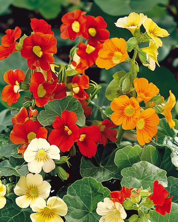 Nasturtium Jewel Of Africa zaden (Tropaeolum majus) – eenjarig