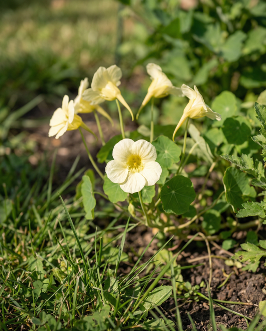 Nasturtium Milkmaid Climber (Tropaeolum majus) – eenjarige klimplant zaden van SeedsChoice