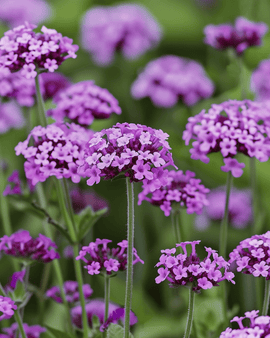 Tuinverbenazaden Vanity Verbena Bonariensis eenjarige bloem