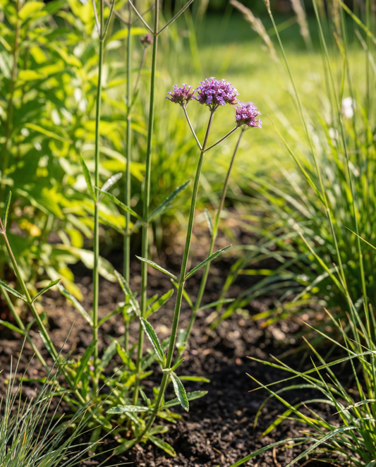 IJzerhard (Verbena bonariensis) – eenjarige bloemenzaden van SeedsChoice