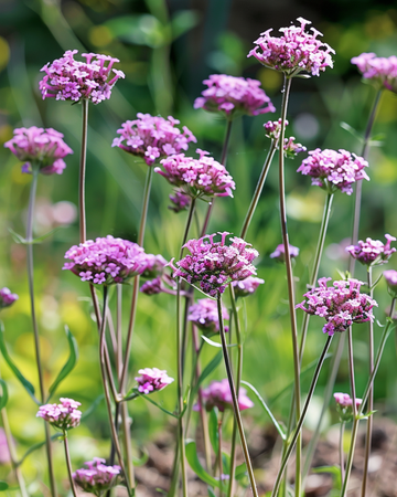 IJzerhard zaden (Verbena bonariensis) – eenjarige bloem