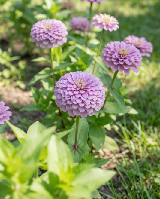 Lavendel (Zinnia elegans) – eenjarige zaden van SeedsChoice