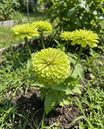 Envy (Zinnia elegans) – eenjarige zaden van SeedsChoice