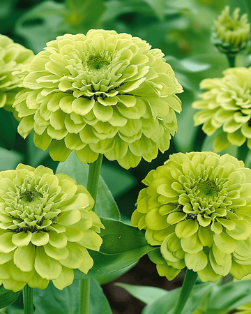 Envy zaden (Zinnia elegans) – eenjarig