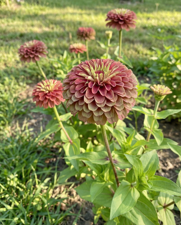 Queeny Red Lime (Zinnia elegans) – eenjarige zaden van SeedsChoice