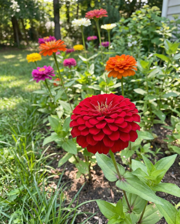 Dahlia Flowered Mix (Zinnia elegans) – eenjarige bloemenzaden van SeedsChoice