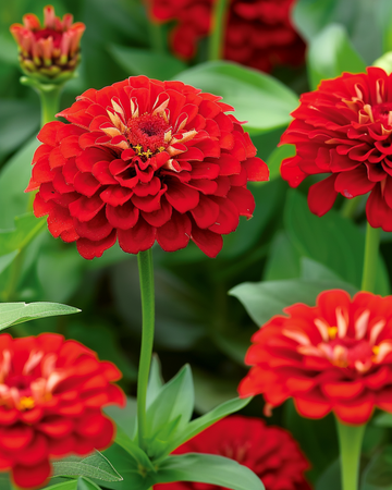 Scarlet Flame zaden (Zinnia elegans) – eenjarige bloem
