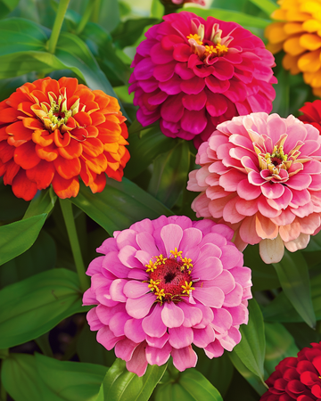 Giants Of California Mixed zaden (Zinnia elegans) – eenjarige mix