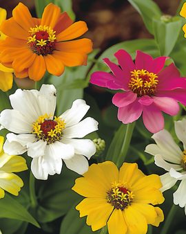 Zinnia Star Starbright zaden Zinnia Angustifolia eenjarige mix