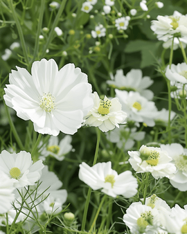 Witte zomerbloemenzaden mix eenjarige witte melange