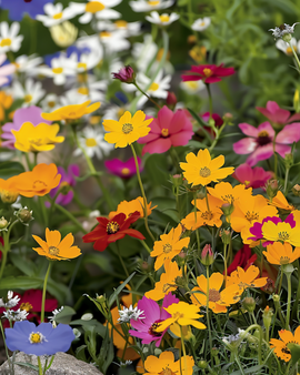 Kleurrijk bloementapijt zaden eenjarige mix
