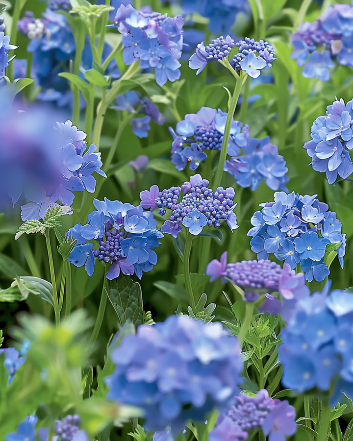 Blue Summer Mix volle zon 20 tot 80 cm zaden – eenjarige bloem