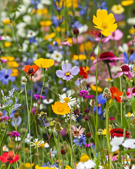 Bloemen voor grasranden zaden eenjarige mix 80 cm hoogte