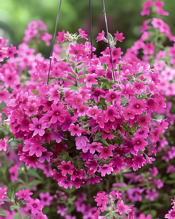 Nodding Catchfly Sibella Carmine zaden (Silene pendula) – eenjarig