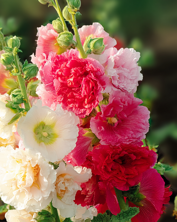 Stokroos Chater Double Mixed zaden (Alcea rosea) – tweejarige mix