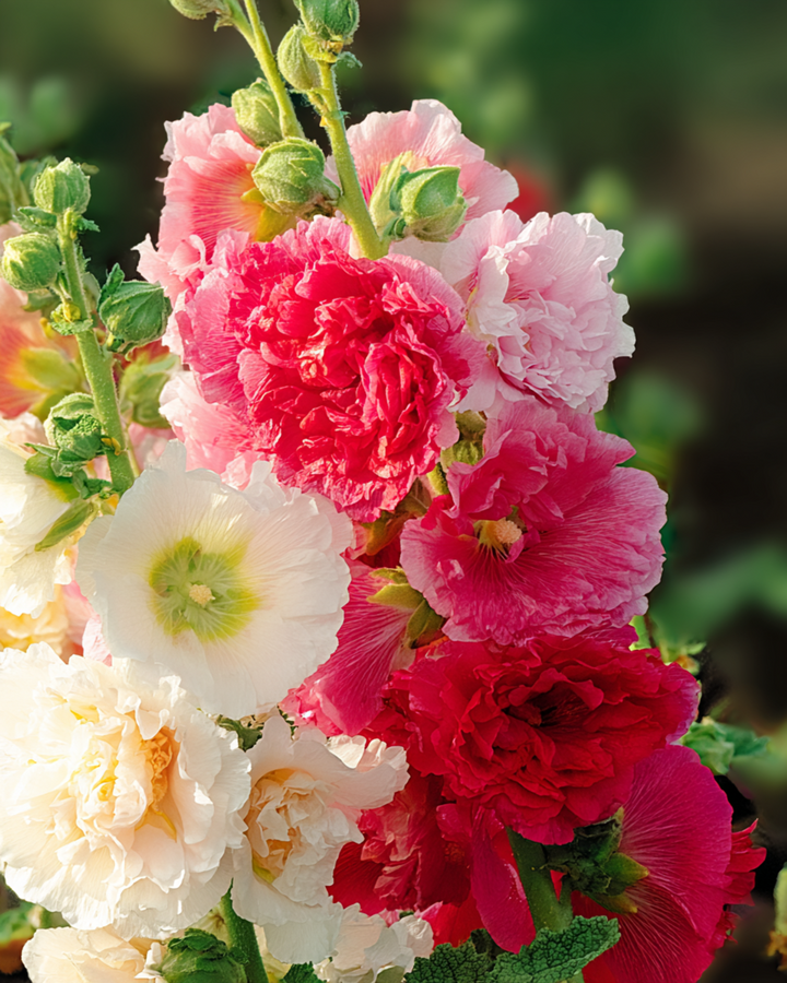 Stokroos Chater Double Mixed zaden (Alcea rosea) – tweejarige mix