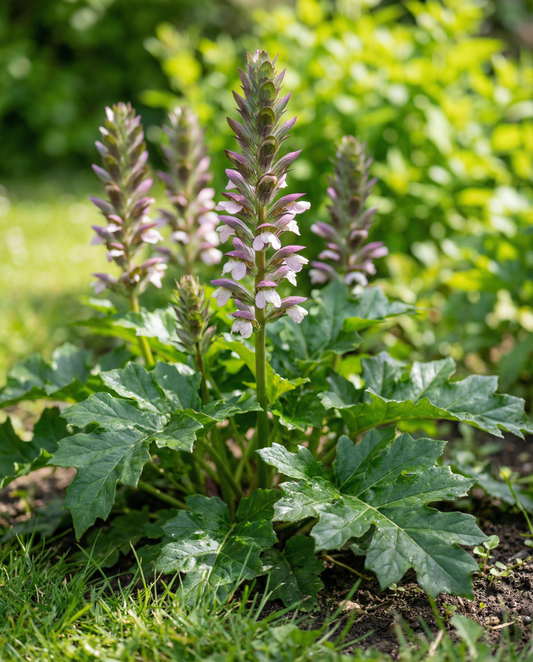 Bereklauw (Acanthus mollis) – meerjarige bloemenzaden van SeedsChoice